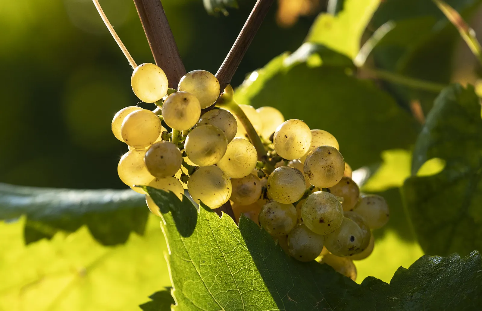 Grappolo di Turbiana nel vigneto Citari