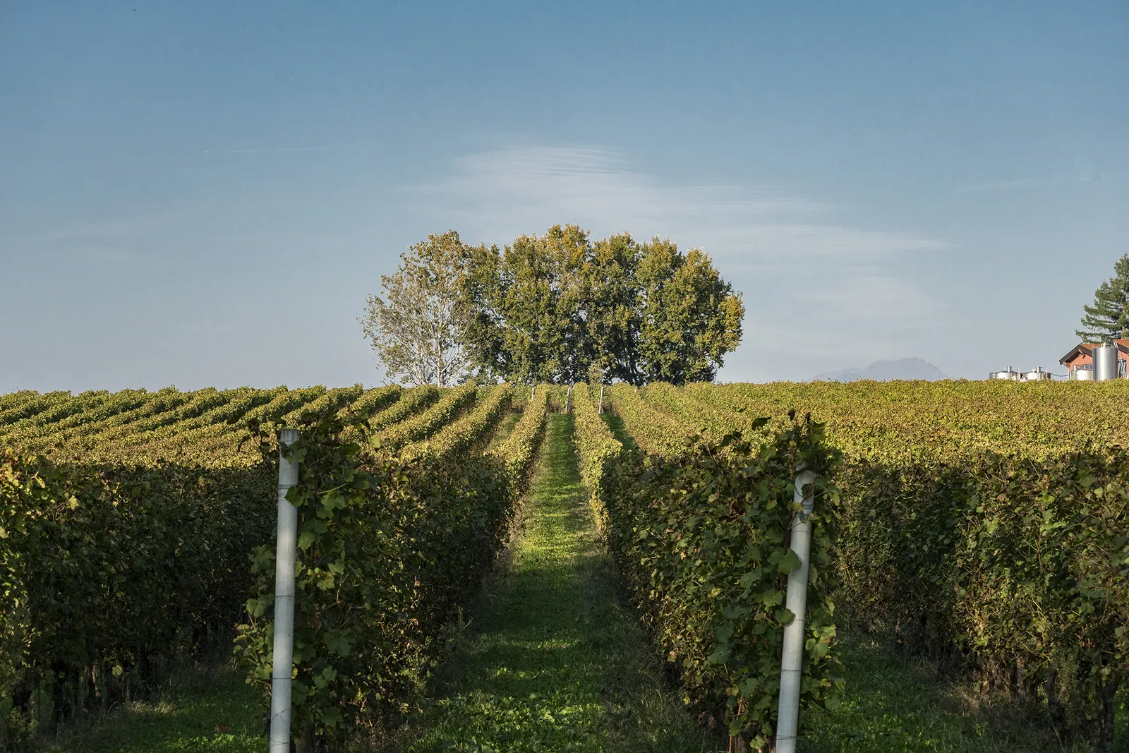 I vigneti Citari sulla collina di San Martino